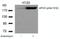 p220 antibody, 79-243, ProSci, Western Blot image 