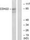 Cadherin 22 antibody, PA5-38857, Invitrogen Antibodies, Western Blot image 