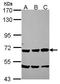 Secretogranin II antibody, TA308456, Origene, Western Blot image 