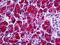 SPINK1 antibody, 51-807, ProSci, Enzyme Linked Immunosorbent Assay image 