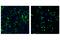 F4/80 antibody, 71299S, Cell Signaling Technology, Flow Cytometry image 
