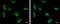 Sp3 Transcription Factor antibody, LS-C311912, Lifespan Biosciences, Immunofluorescence image 