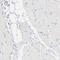 ELF3 antibody, HPA003479, Atlas Antibodies, Immunohistochemistry frozen image 