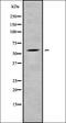 Splicing Regulatory Glutamic Acid And Lysine Rich Protein 1 antibody, orb338741, Biorbyt, Western Blot image 