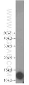Protein S100-A5 antibody, 17924-1-AP, Proteintech Group, Western Blot image 