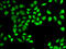 NELF-E antibody, 19-008, ProSci, Immunofluorescence image 