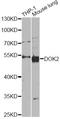 Docking Protein 2 antibody, LS-C749101, Lifespan Biosciences, Western Blot image 