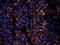 Cubilin antibody, orb4997, Biorbyt, Immunofluorescence image 