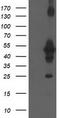 Osm antibody, TA503410S, Origene, Western Blot image 
