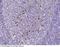 Gamma-interferon-inducible lysosomal thiol reductase antibody, 12623-R003, Sino Biological, Immunohistochemistry paraffin image 