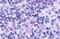 C-C Motif Chemokine Receptor Like 2 antibody, MBS243811, MyBioSource, Immunohistochemistry paraffin image 
