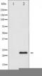 BCL2 Associated Agonist Of Cell Death antibody, TA325252, Origene, Western Blot image 