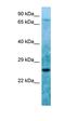 LBH Domain Containing 1 antibody, orb326723, Biorbyt, Western Blot image 