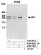 Neurofibromin 1 antibody, A304-932A, Bethyl Labs, Immunoprecipitation image 