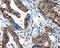 Proteasome 26S Subunit, ATPase 3 antibody, LS-C114989, Lifespan Biosciences, Immunohistochemistry frozen image 