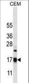 Mitochondrial Ribosomal Protein S12 antibody, LS-C164634, Lifespan Biosciences, Western Blot image 