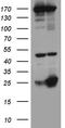 CD160 antigen antibody, TA809703S, Origene, Western Blot image 
