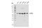 A-Raf Proto-Oncogene, Serine/Threonine Kinase antibody, 75804S, Cell Signaling Technology, Western Blot image 
