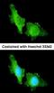 Cyclic nucleotide-gated olfactory channel antibody, orb69951, Biorbyt, Immunocytochemistry image 