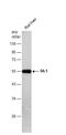 SIL1 Nucleotide Exchange Factor antibody, NBP2-20364, Novus Biologicals, Western Blot image 