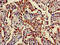 Tyrosylprotein Sulfotransferase 1 antibody, CSB-PA024132LA01HU, Cusabio, Immunohistochemistry frozen image 