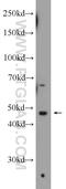 Small RNA Binding Exonuclease Protection Factor La antibody, 11720-1-AP, Proteintech Group, Western Blot image 