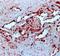 VEGF antibody, DM308, Origene, Immunohistochemistry frozen image 