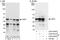 Upstream stimulatory factor 2 antibody, A303-542A, Bethyl Labs, Immunoprecipitation image 