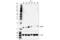 MAPK Regulated Corepressor Interacting Protein 1 antibody, 78128S, Cell Signaling Technology, Western Blot image 