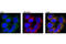 mtHSP70 antibody, 2816S, Cell Signaling Technology, Immunofluorescence image 
