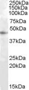 Ras Association Domain Family Member 6 antibody, LS-C61784, Lifespan Biosciences, Western Blot image 