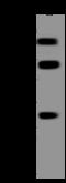 Phosphatidylinositol Glycan Anchor Biosynthesis Class X antibody, 205441-T36, Sino Biological, Western Blot image 