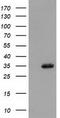 Stp antibody, TA501951, Origene, Western Blot image 