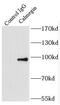 Calmegin antibody, FNab01203, FineTest, Immunoprecipitation image 