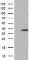 FK506-binding protein-like antibody, TA502051S, Origene, Western Blot image 