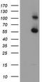 RNA Binding Motif Protein 46 antibody, TA504623, Origene, Western Blot image 