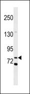 Collectin-12 antibody, LS-C159383, Lifespan Biosciences, Western Blot image 