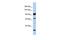 Protocadherin Alpha 10 antibody, GTX46083, GeneTex, Western Blot image 