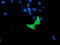 Ras Association Domain Family Member 1 antibody, LS-B10044, Lifespan Biosciences, Immunofluorescence image 