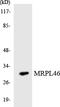 Mitochondrial Ribosomal Protein L46 antibody, LS-C200220, Lifespan Biosciences, Western Blot image 