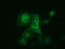 10-FTHFDH antibody, LS-C115740, Lifespan Biosciences, Immunofluorescence image 