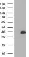 Mannose Binding Lectin 2 antibody, TA507149, Origene, Western Blot image 