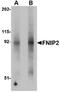 Folliculin-interacting protein 2 antibody, orb75153, Biorbyt, Western Blot image 