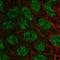 Exocyst Complex Component 6B antibody, HPA034546, Atlas Antibodies, Immunocytochemistry image 