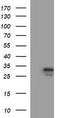 CSH1 antibody, LS-C338191, Lifespan Biosciences, Western Blot image 