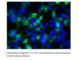 Bestrophin-1 antibody, BEST1.1-FITC, FabGennix, Immunofluorescence image 