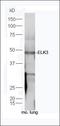 Epididymal Protein 3A antibody, orb183303, Biorbyt, Western Blot image 