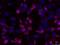 Immunoglobulin Mu DNA Binding Protein 2 antibody, NBP1-68921, Novus Biologicals, Immunocytochemistry image 