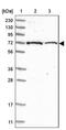 Zinc Finger Protein 592 antibody, PA5-54467, Invitrogen Antibodies, Western Blot image 
