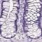 Pancreatic triacylglycerol lipase antibody, PA5-64027, Invitrogen Antibodies, Immunohistochemistry frozen image 
